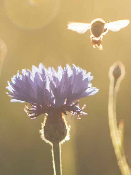 Honigbiene fliegt über einer Kornblume bei Sonnenuntergang